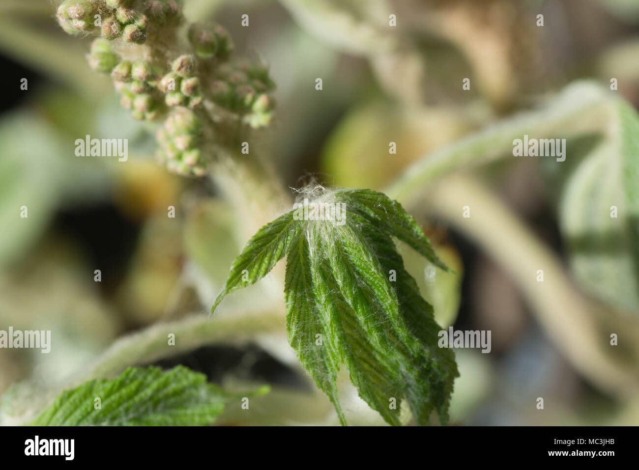 Feder Kastanie jungen Knospe Makro Stockfoto