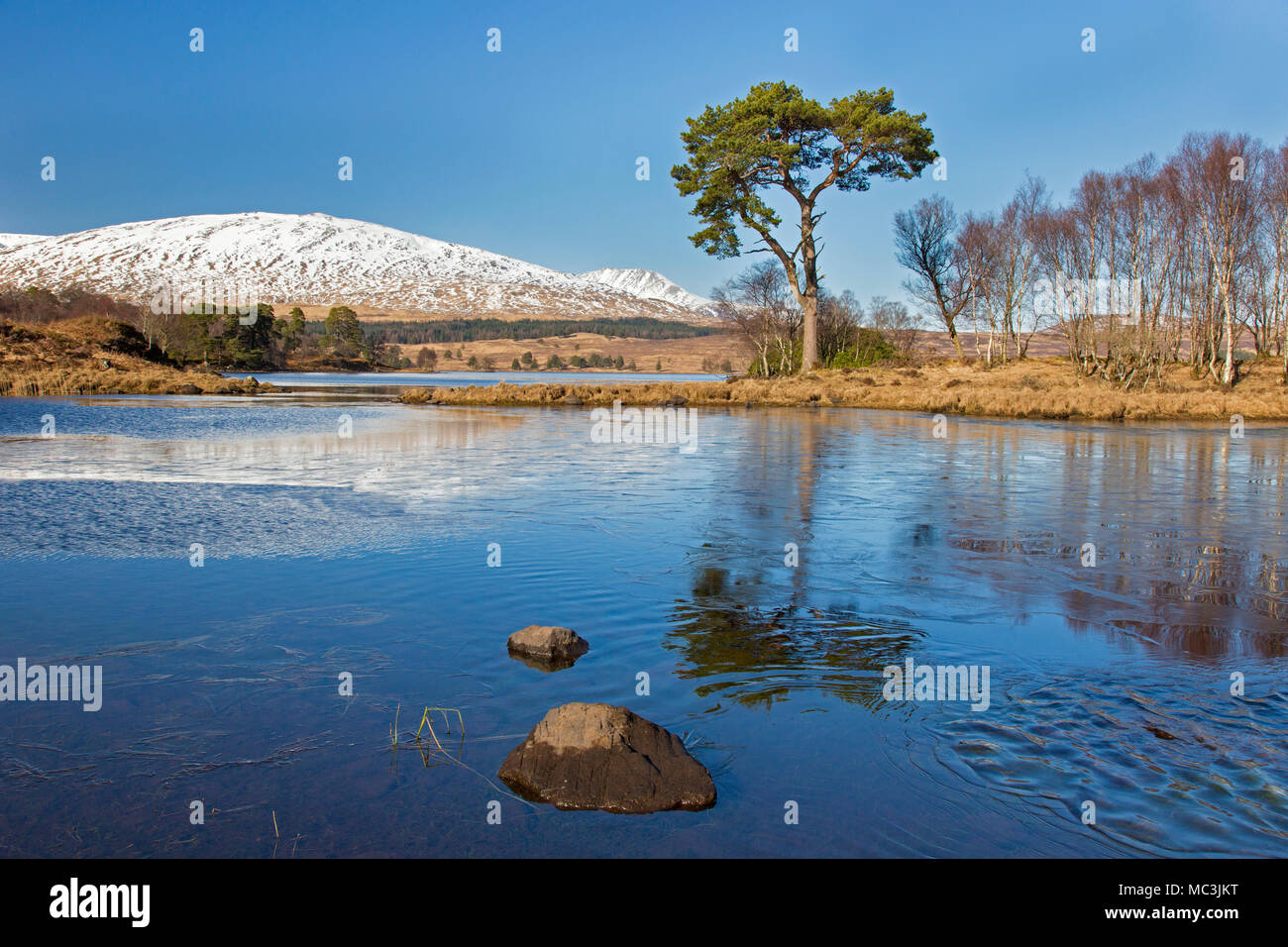 Gemeine Kiefer (Pinus sylvestris) entlang Loch Tulla in den schottischen Highlands im Winter, Argyll und Bute, Schottland, Großbritannien Stockfoto