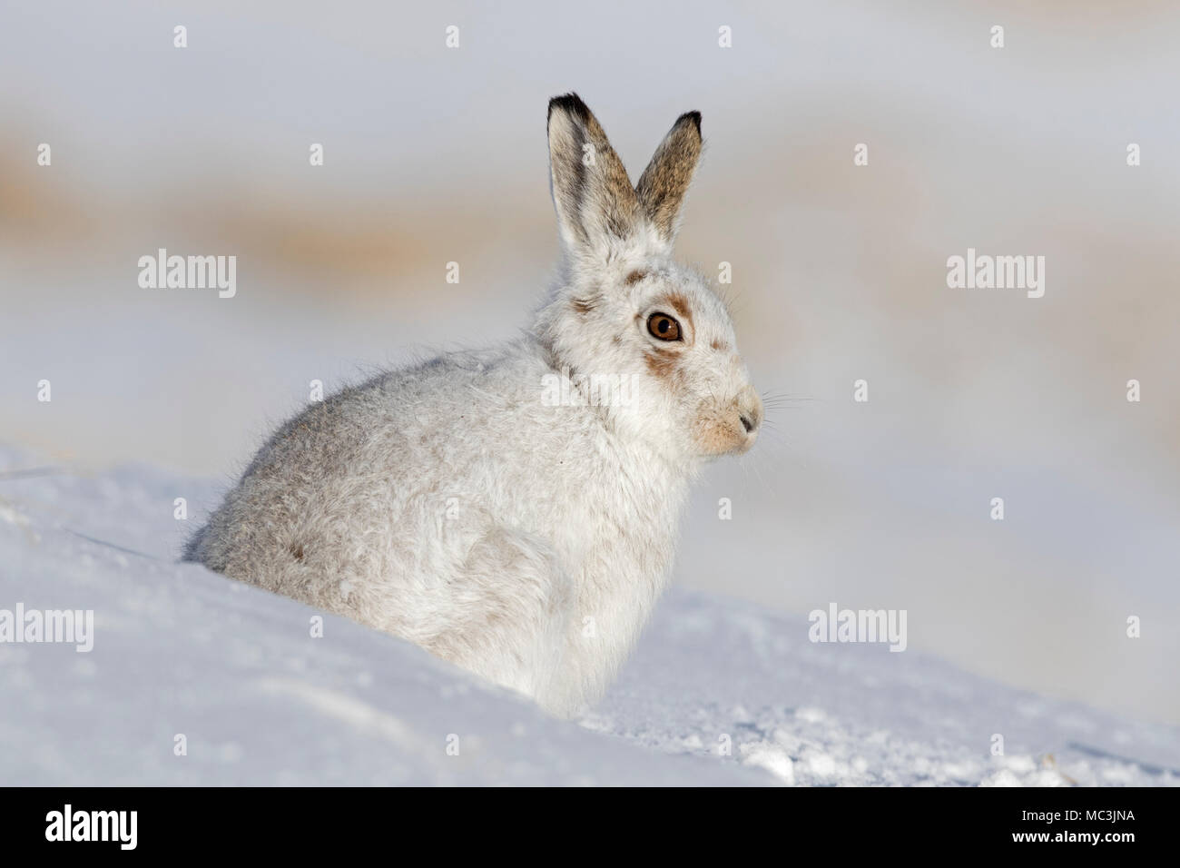 Schneehase/Alpine Hase/Schneehase (Lepus timidus) in weiß winter Fell sitzt im Schnee Stockfoto