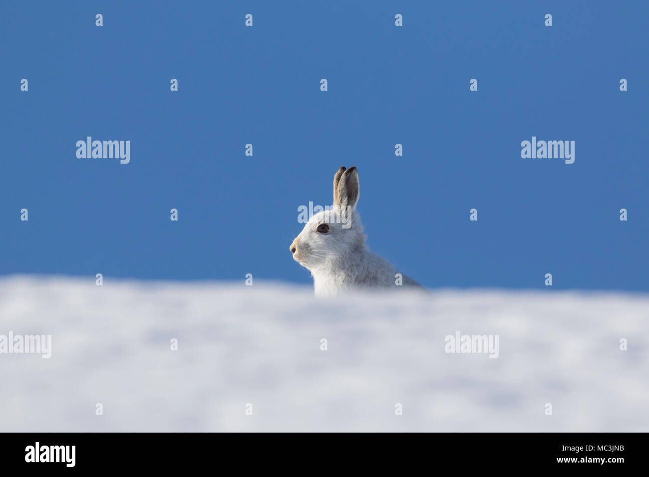 Schneehase/Alpine Hase/Schneehase (Lepus timidus) in weiß winter Fell sitzt im Schnee Stockfoto