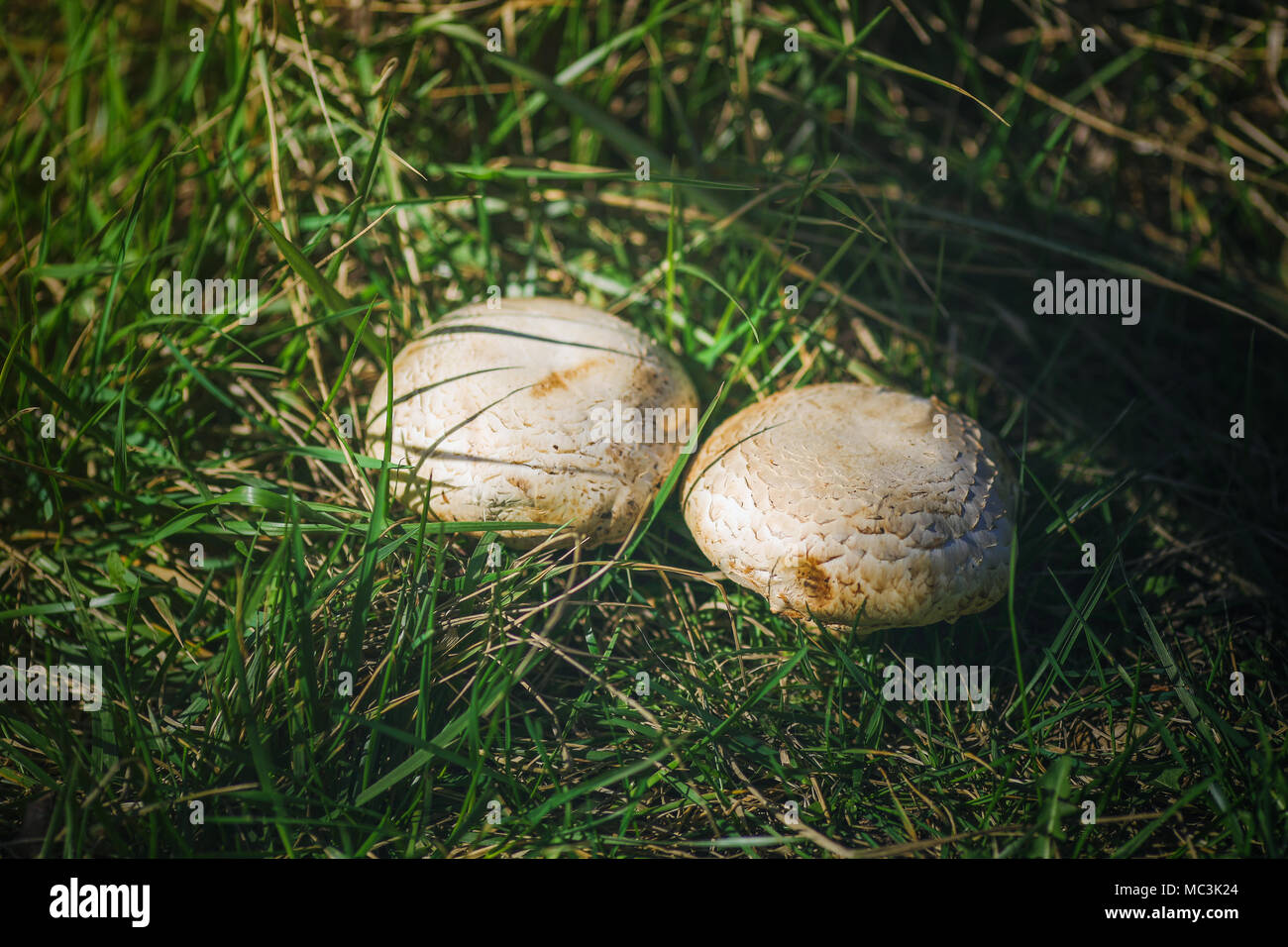 Zwei weiße große Pilze im Wald Stockfoto