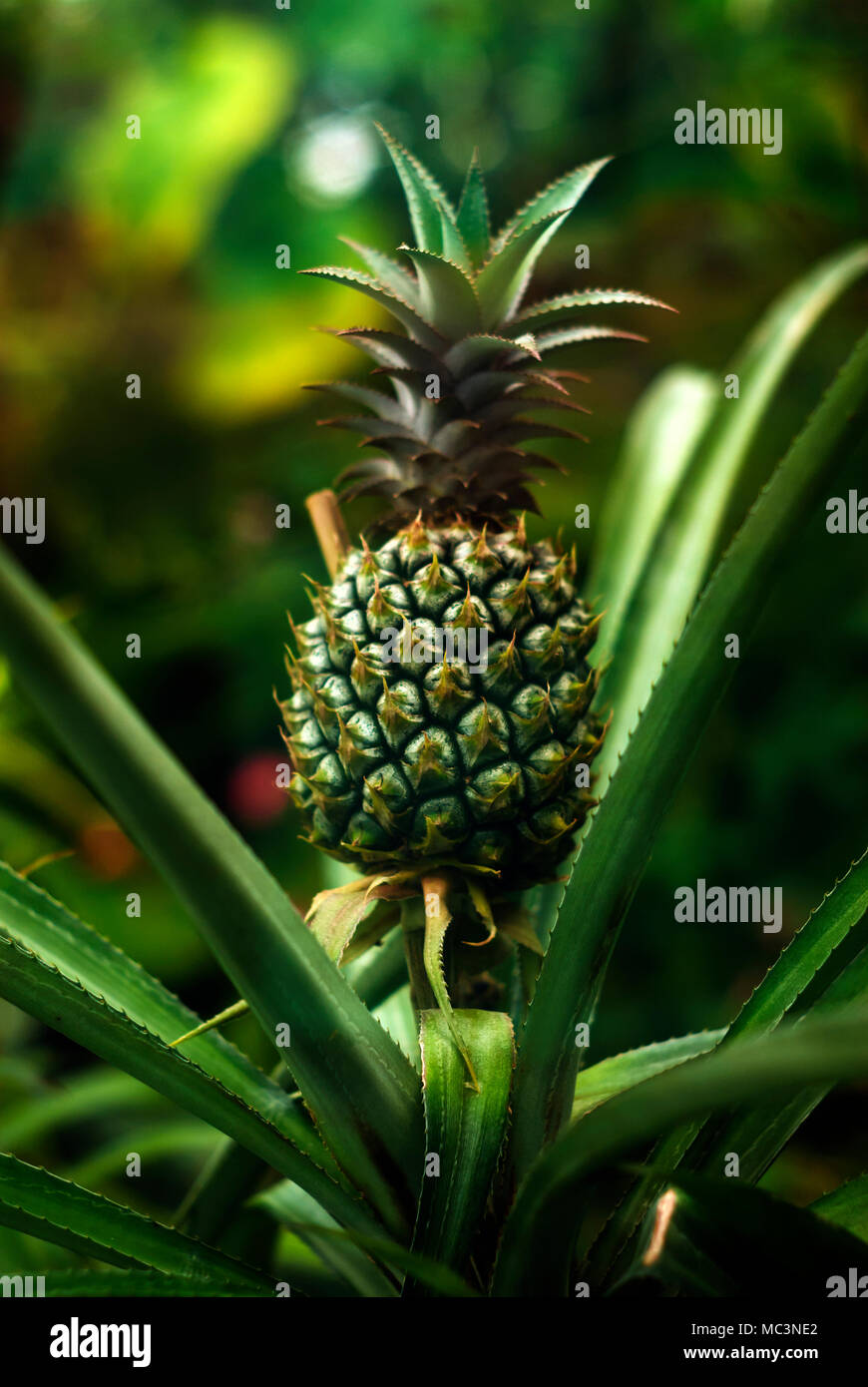 Grüne unreife Ananas wächst auf sein Stammwerk im Wintergarten Stockfoto