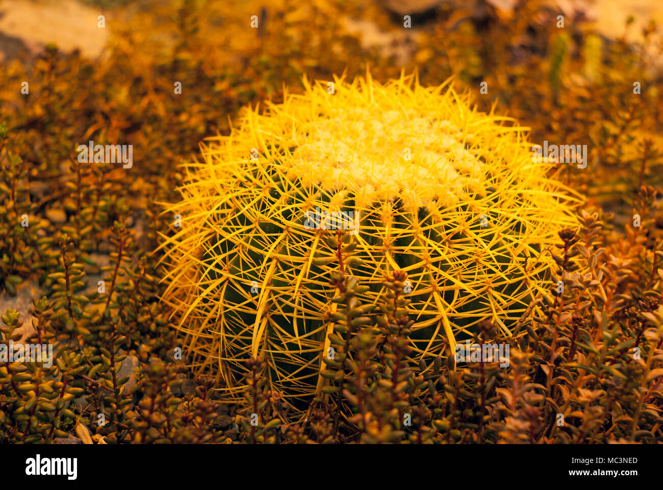 Cactus Mexiko (Golden barrel Kaktus, Golden Ball oder Schwiegermutter Kissen) unter sukkulenten Pflanzen Sedum in Abend Beleuchtung Stockfoto