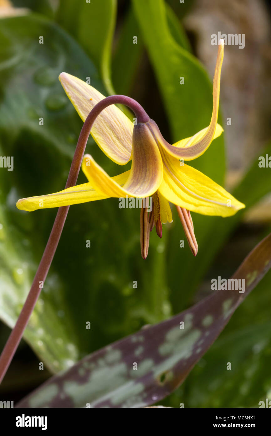 Bronze und gelbe Blume der Forelle Lily, Erythronium americanum, Anzeigen zurückgebogen Blütenblätter Stockfoto