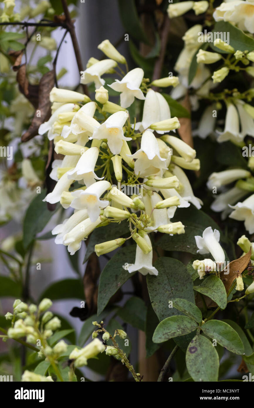 Weiß röhrenförmigen Blüten der Ausschreibung wonga wonga Vine, Pandorea pandorana, Blüte im Gewächshaus im April Stockfoto