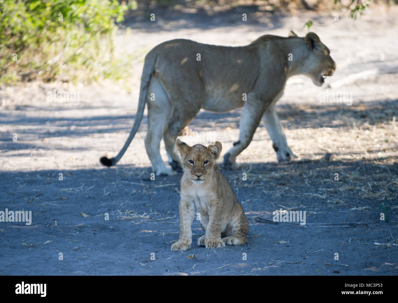 Chobe National Park, Kasane, Botswana. 12.05.2011. Bild zeigt: eine Mutter Lion und ihr Junges im Schatten in Chobe National Park Credit: Ian Jacobs Stockfoto