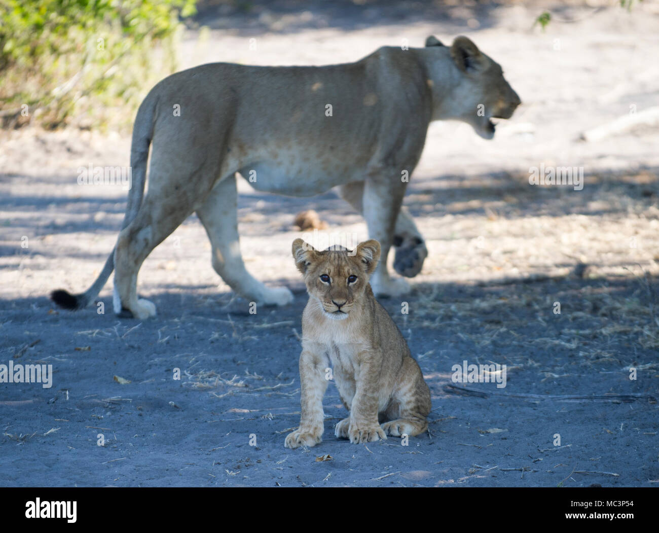 Chobe National Park, Kasane, Botswana. 12.05.2011. Bild zeigt: eine Mutter Lion und ihr Junges im Schatten in Chobe National Park Credit: Ian Jacobs Stockfoto