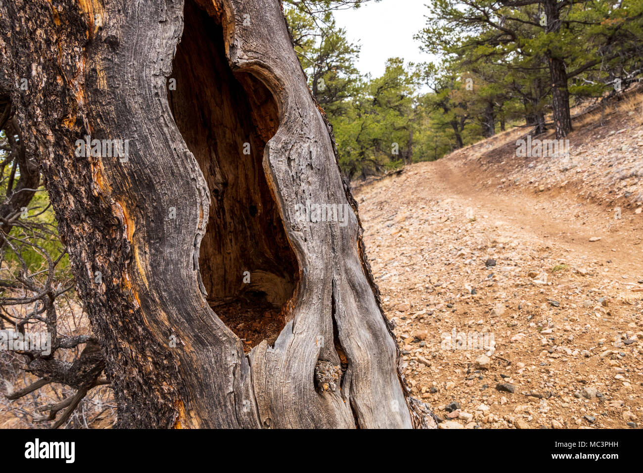 Verwitterten alten toten Kiefer entlang der Double Rainbow Trail; Colorado; USA Stockfoto