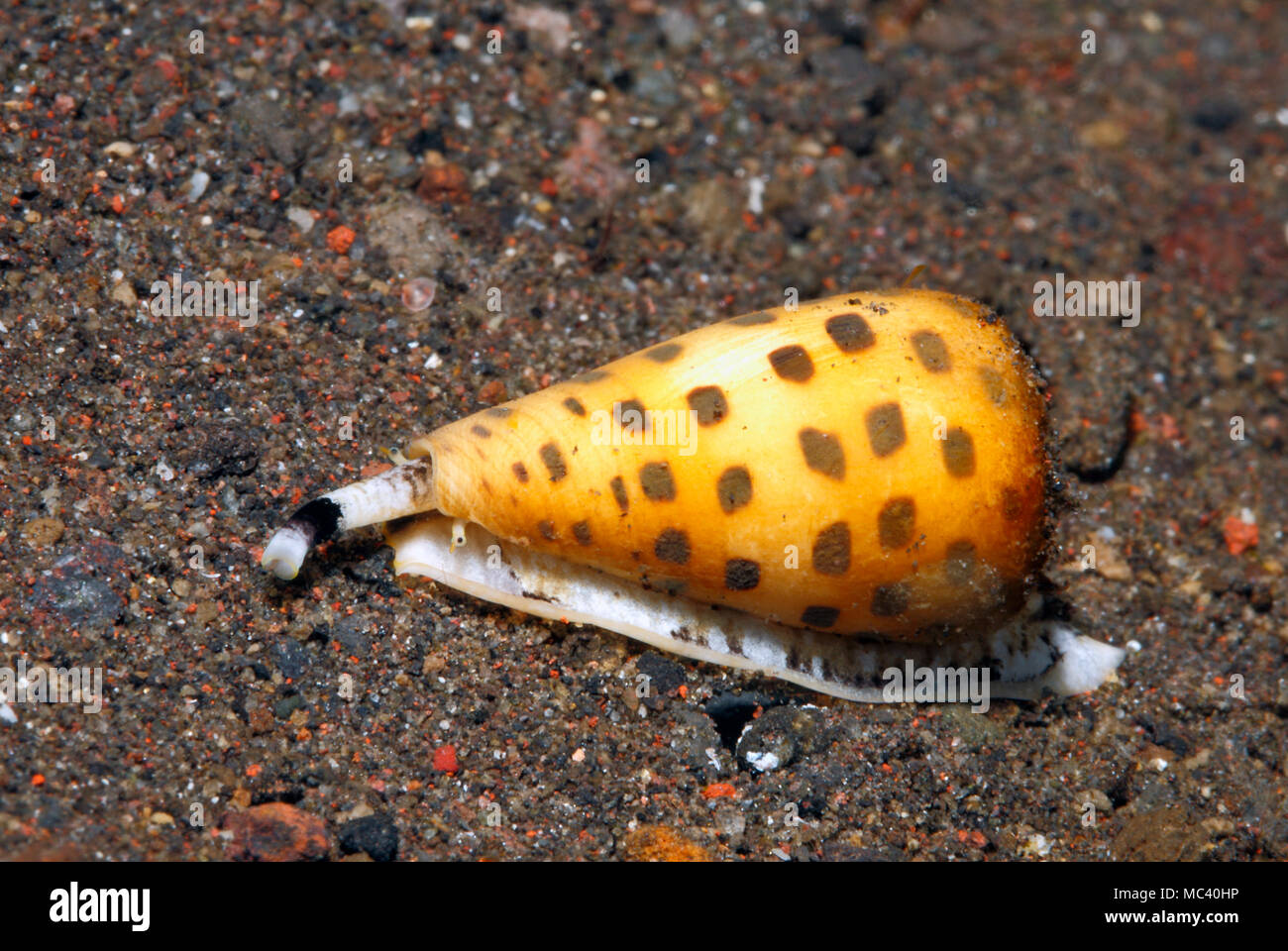 Elfenbein Kegel Shell, Conus eburneus, Krabbeln auf Sand. Diese Sorte ist giftig. Tulamben, Bali, Indonesien. Bali Sea, Indischer Ozean Stockfoto