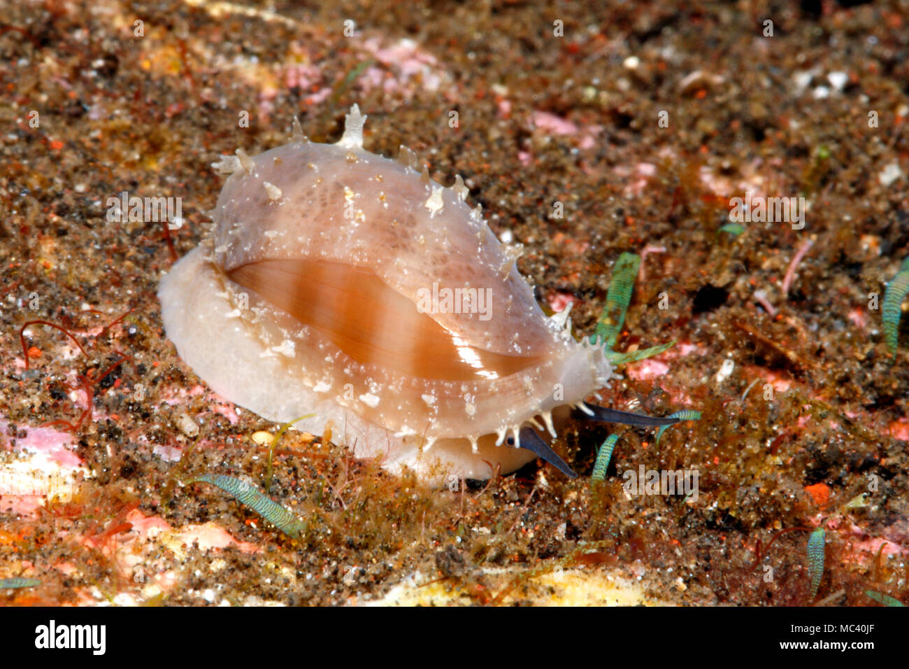 Live Cowry Shell, Lyncina Cypraea carneola carneola, zurück. Juvenile shell, Mantel, Siphon und Auge. Tulamben, Bali, Indonesien. Bali Sea, Stockfoto