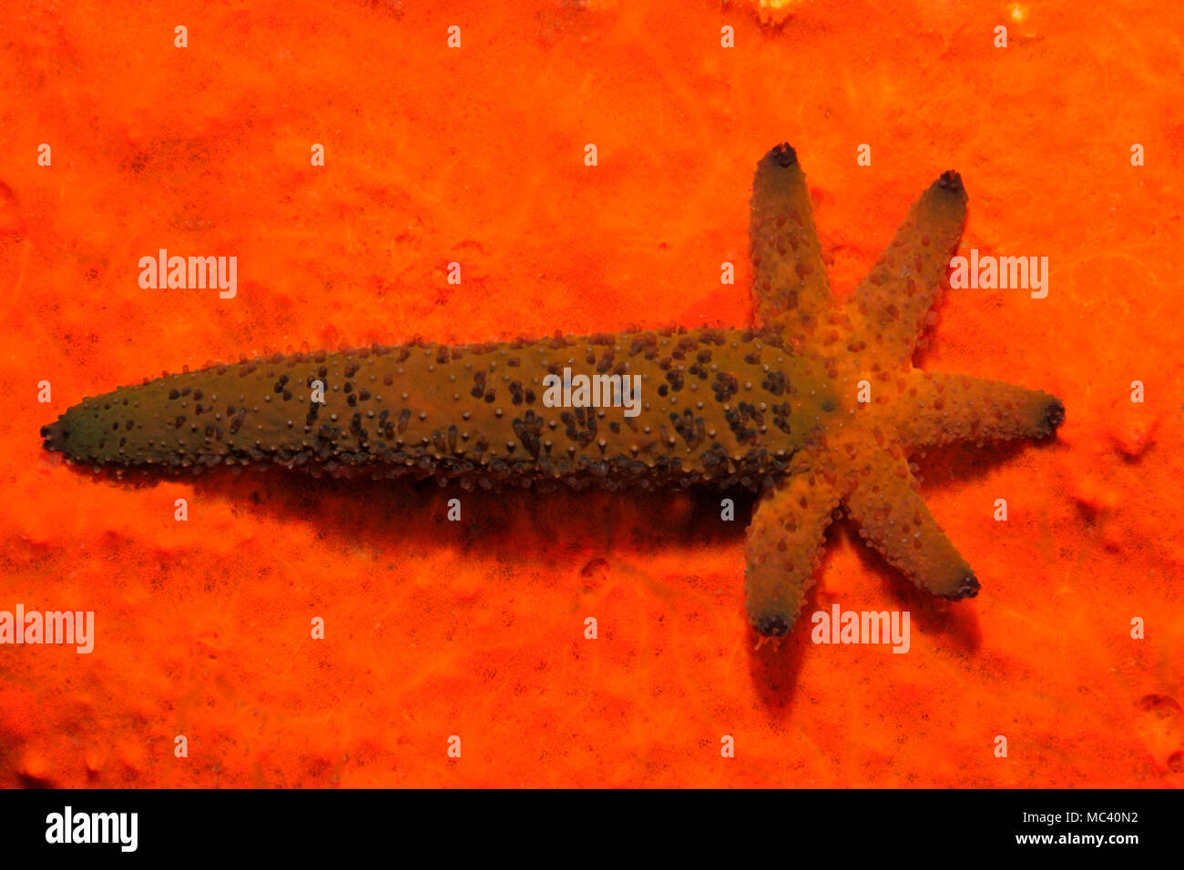 Luzon Sea Star, Echinaster luzonicus, zeigen eine fünf arm Regeneration wächst aus dem Stumpf eines 'übergeordneten' Arm. Siehe unten für mehr Informationen. Stockfoto