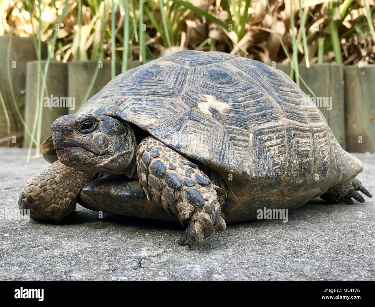 Große Schildkröte im Garten. Natürliche Leben. Stockfoto