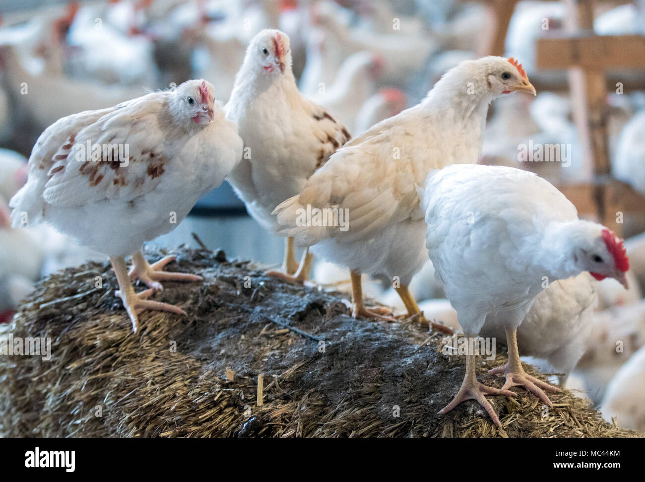 10. Januar 2018, Deutschland, Selow: Vier Wochen alten 'Bruderhaehne' (lit Bruder Hähne), die männlichen Geschwister der Legehennen, in einer Scheune an der Hufe 8 Organic Farm. Foto: Jens Büttner/dpa-Zentralbild/ZB Stockfoto