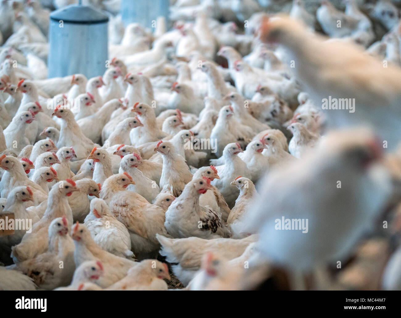 10. Januar 2018, Deutschland, Selow: Vier Wochen alten 'Bruderhaehne' (lit Bruder Hähne), die männlichen Geschwister der Legehennen, in einer Scheune an der Hufe 8 Organic Farm. Foto: Jens Büttner/dpa-Zentralbild/ZB Stockfoto