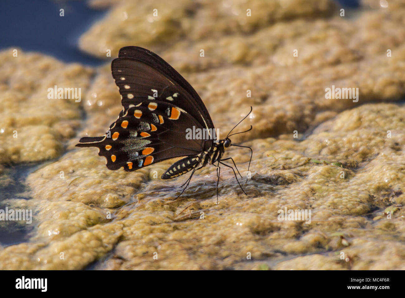 Swallow Tail Schmetterling am Teich Moss. Stockfoto