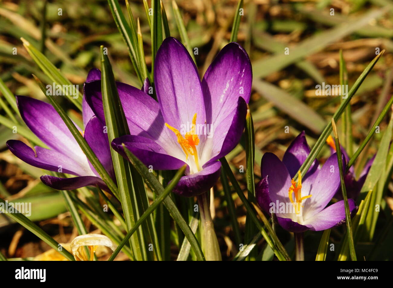 Krokusse lila Stockfoto