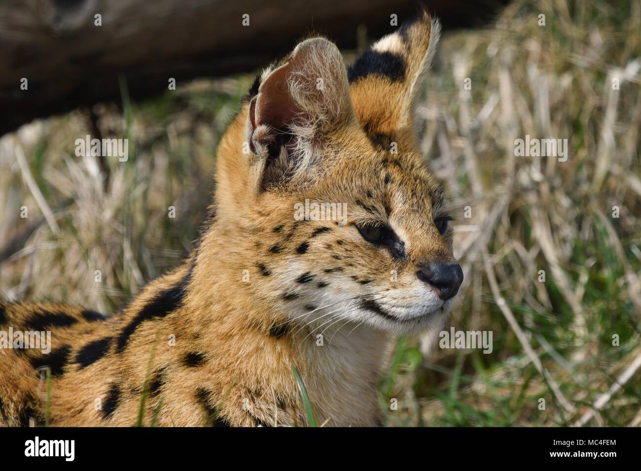 Leptailurus serval - wilde afrikanische Katze, Nahaufnahme, isolierte Porträt Leptailurus serval - wilde afrikanische Katze, isolierte Porträt schließen Stockfoto