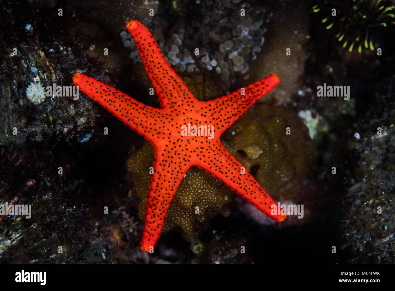 Eine helle rote Seesterne, Fromia sp., kriecht über den Meeresboden in der Lembeh Strait, Indonesien. Stockfoto