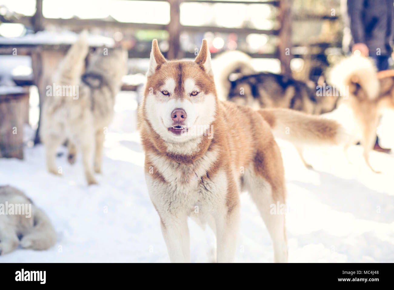 Siberian husky Porträt im Winter Stockfoto