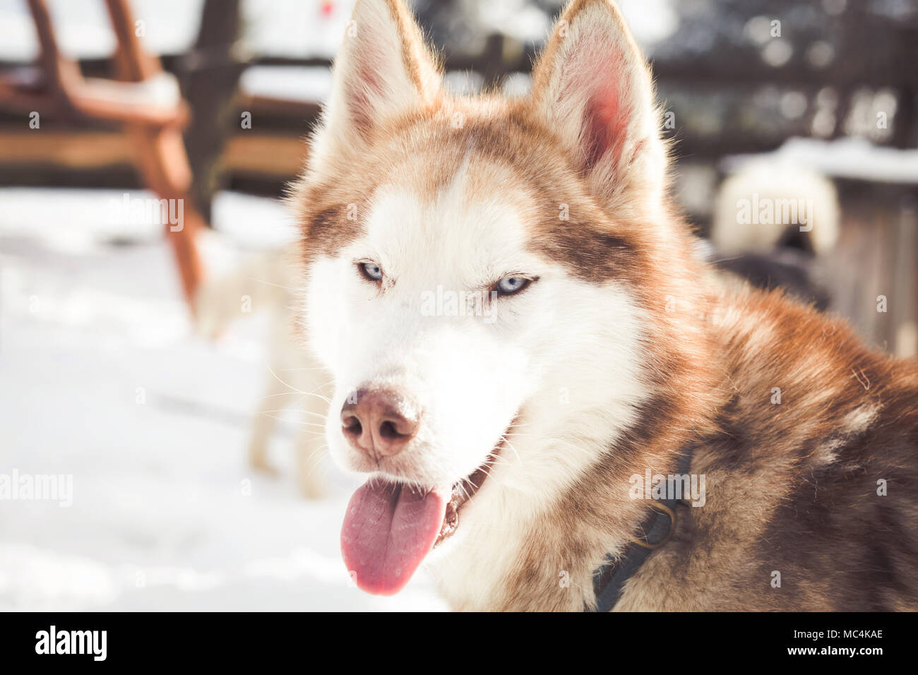 Siberian husky Porträt im Winter Stockfoto