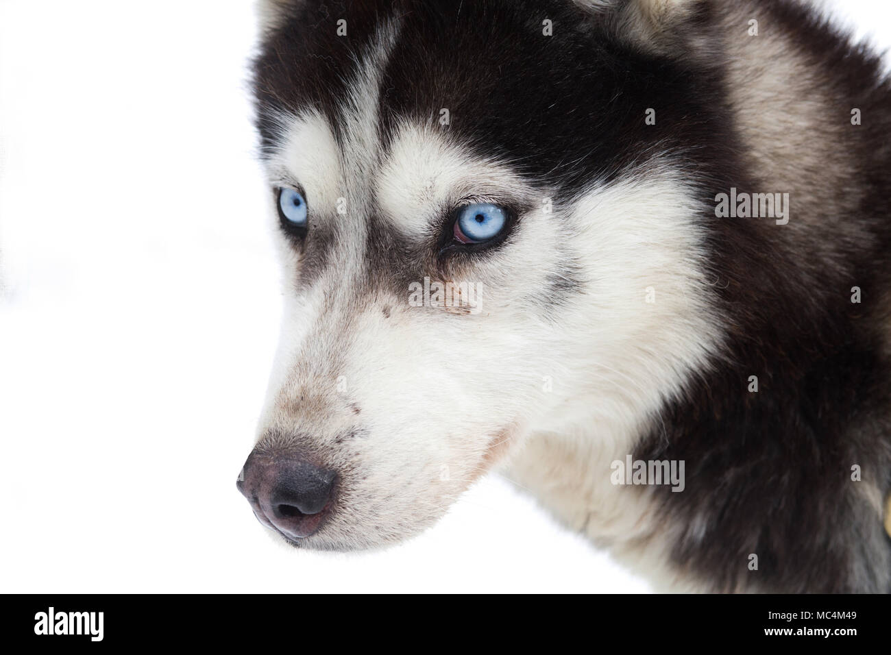 Siberian husky Porträt im Winter Stockfoto