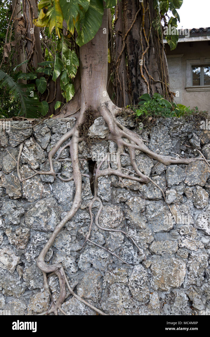 Banyan Tree Wurzeln wächst nach unten über eine Mauer aus Stein Stockfoto