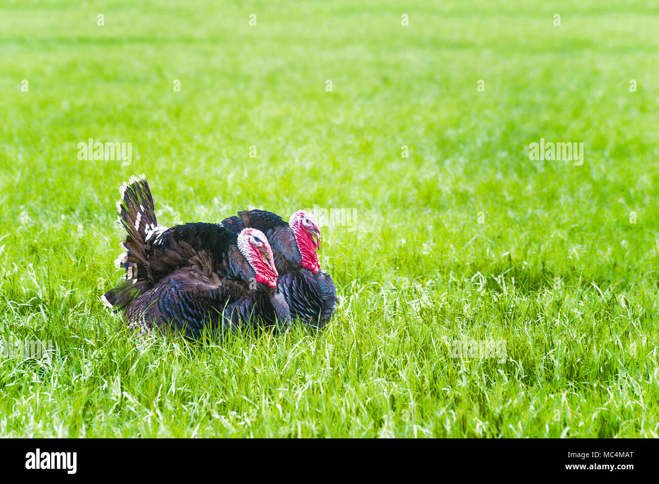 Zwei männliche domestizierten Truthähne stütze ihr Material in einer Weide. Stockfoto