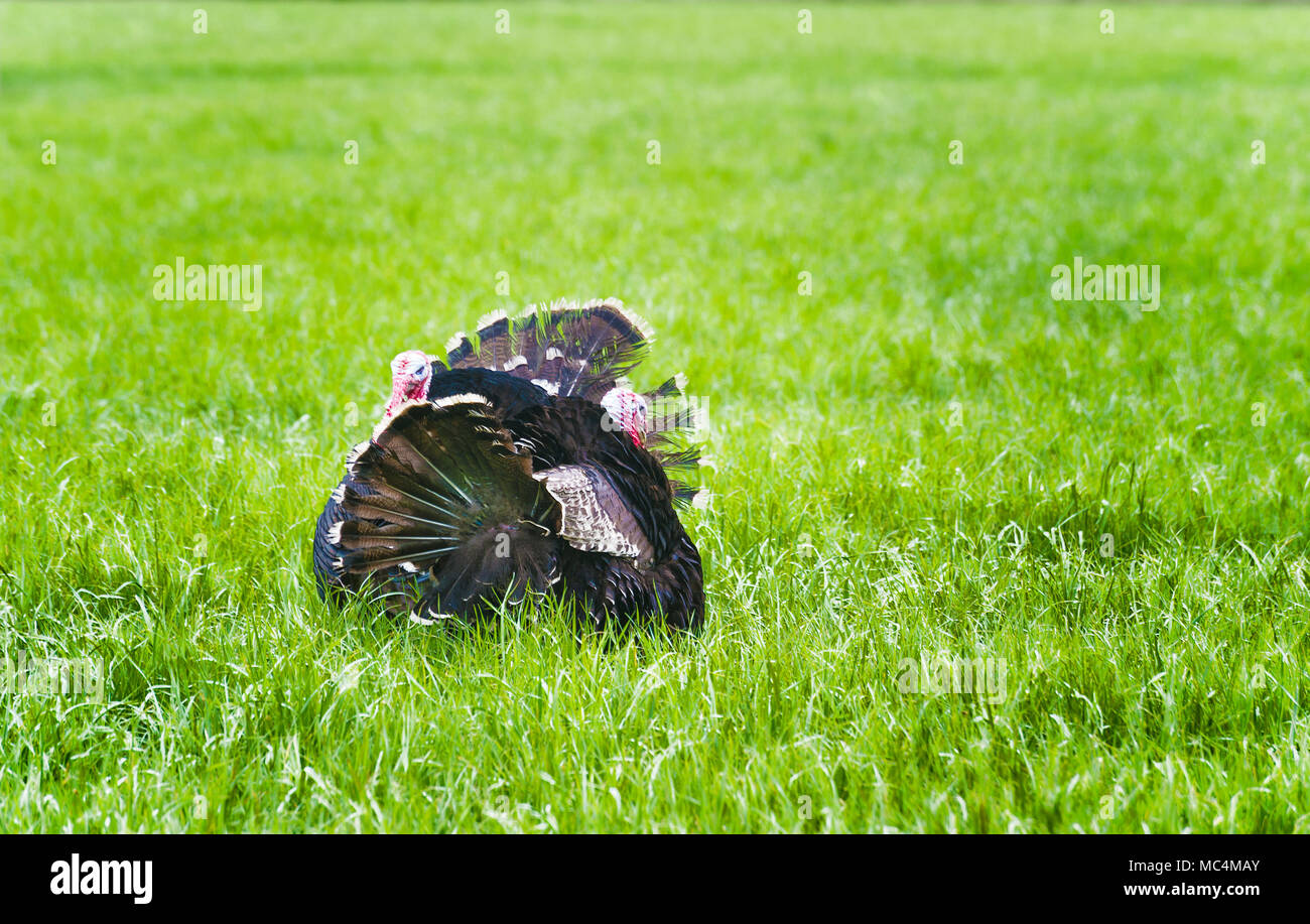 Zwei männliche domestizierten Truthähne stütze ihr Material in einer Weide. Stockfoto