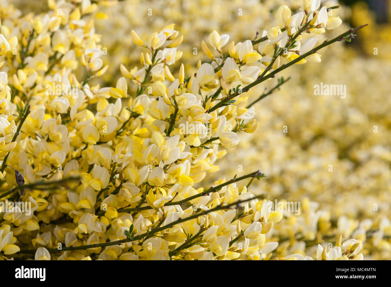 "Spanischen Gold' Warminster Besen, Vårginst (cytisus Beurre) Stockfoto