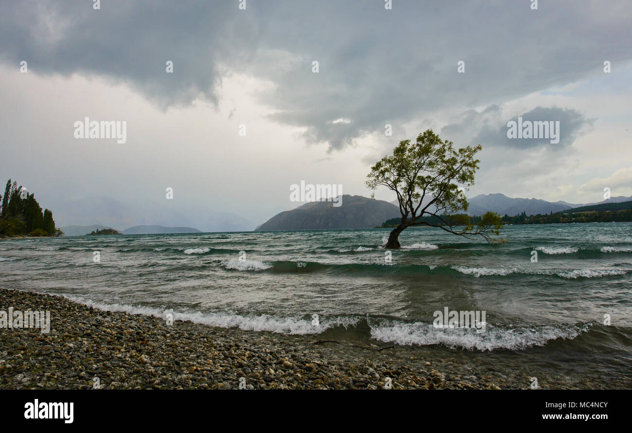 Der berühmte Baum, Wanaka Lake Wanaka, Neuseeland Stockfoto