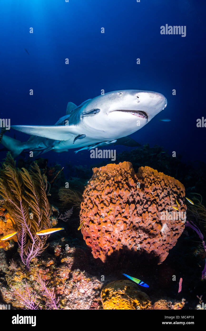 Lemon shark rund um die Bahamas in Tiger Beach Stockfoto