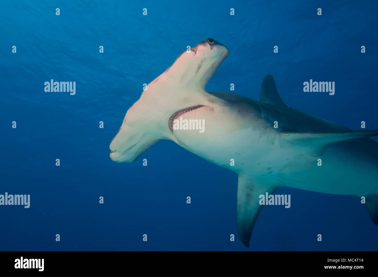 Große Hammerhai rund um die Bahamas in Bimini Stockfoto