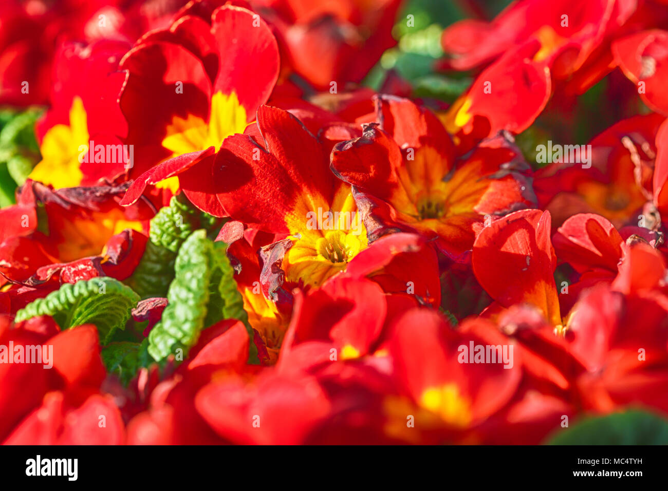 Rote Blumen in Makro. Diese Blumen sind sehr dekorativ. Stockfoto