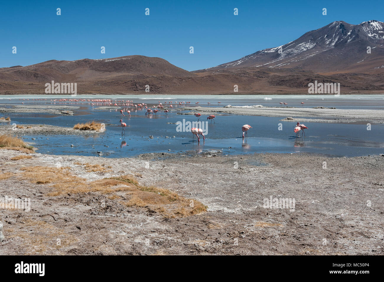 Rosa Flamingos an der Laguna Chiarkota - Stuhl KKota (4700 mt) ist eine seichte Salzsee im Südwesten des Altiplano von Bolivien Stockfoto