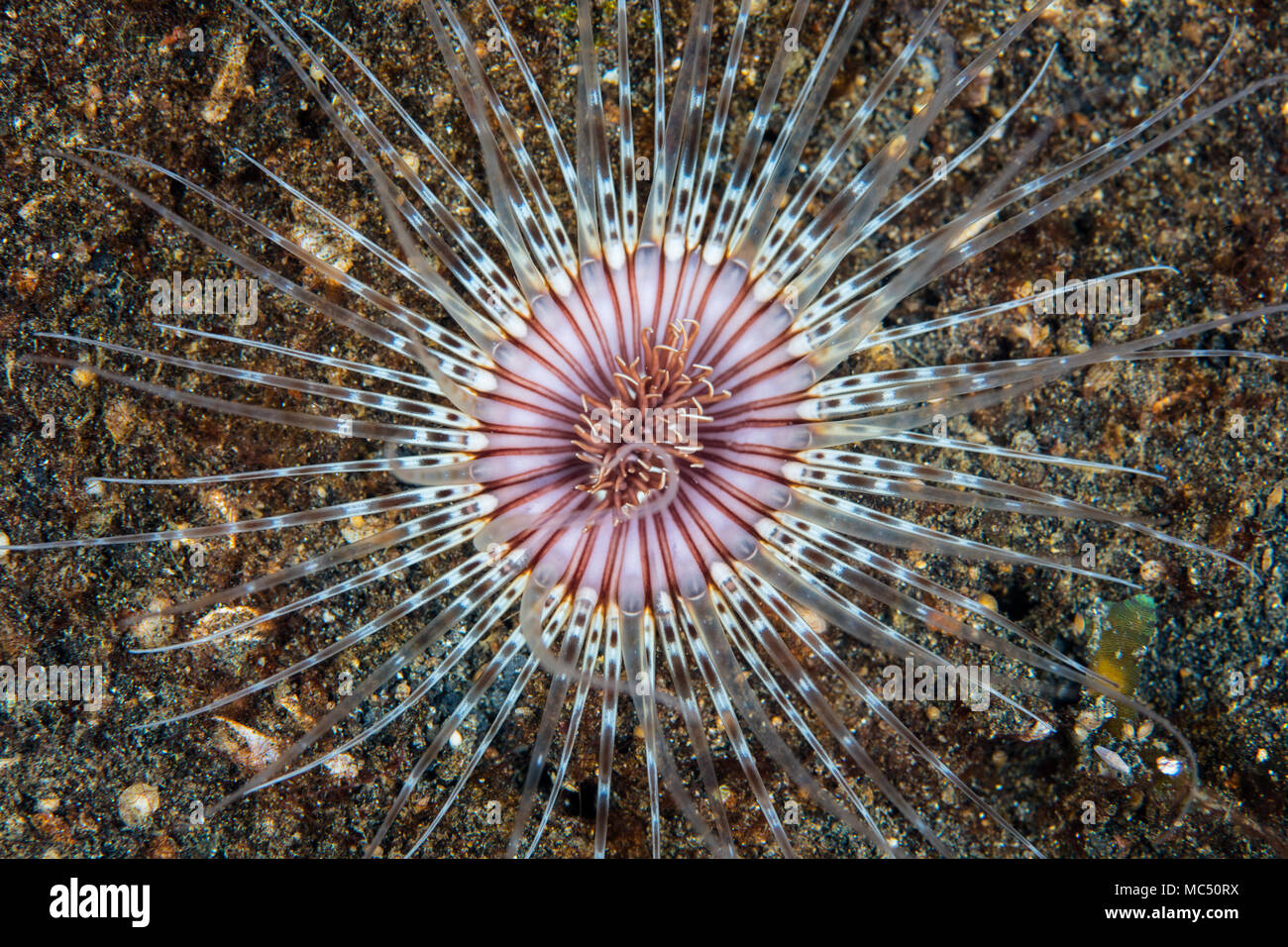 Ein schönes Rohr - Wohnung Anemone wartet auf Planktonischen Beute innerhalb der Reichweite der seine Tentakel in Lembeh Strait, Indonesien zu kommen. Stockfoto