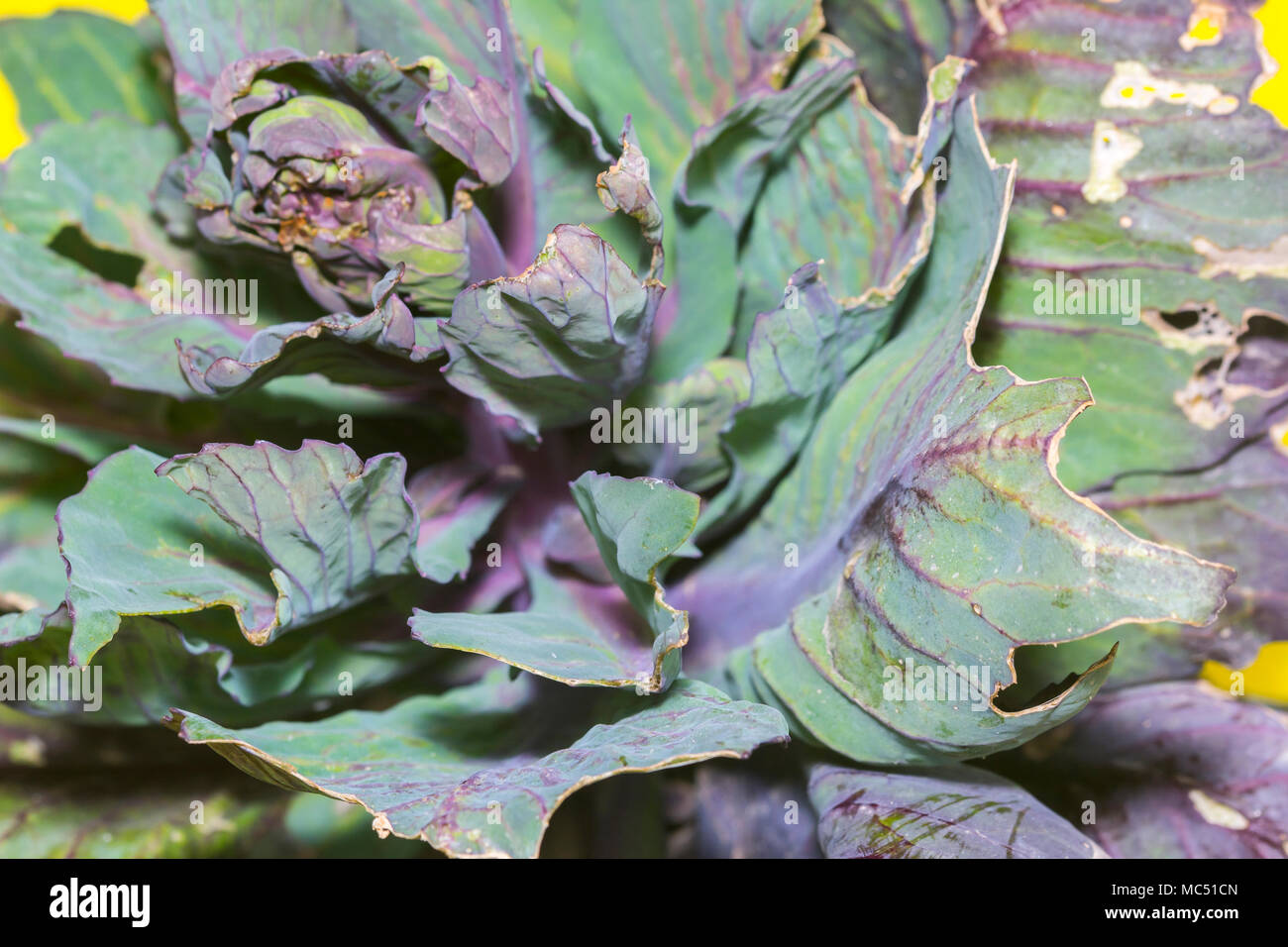 Alte Rotkohl für Hintergrund verwenden, Close-up Rot carbbage Essen Textur Stockfoto