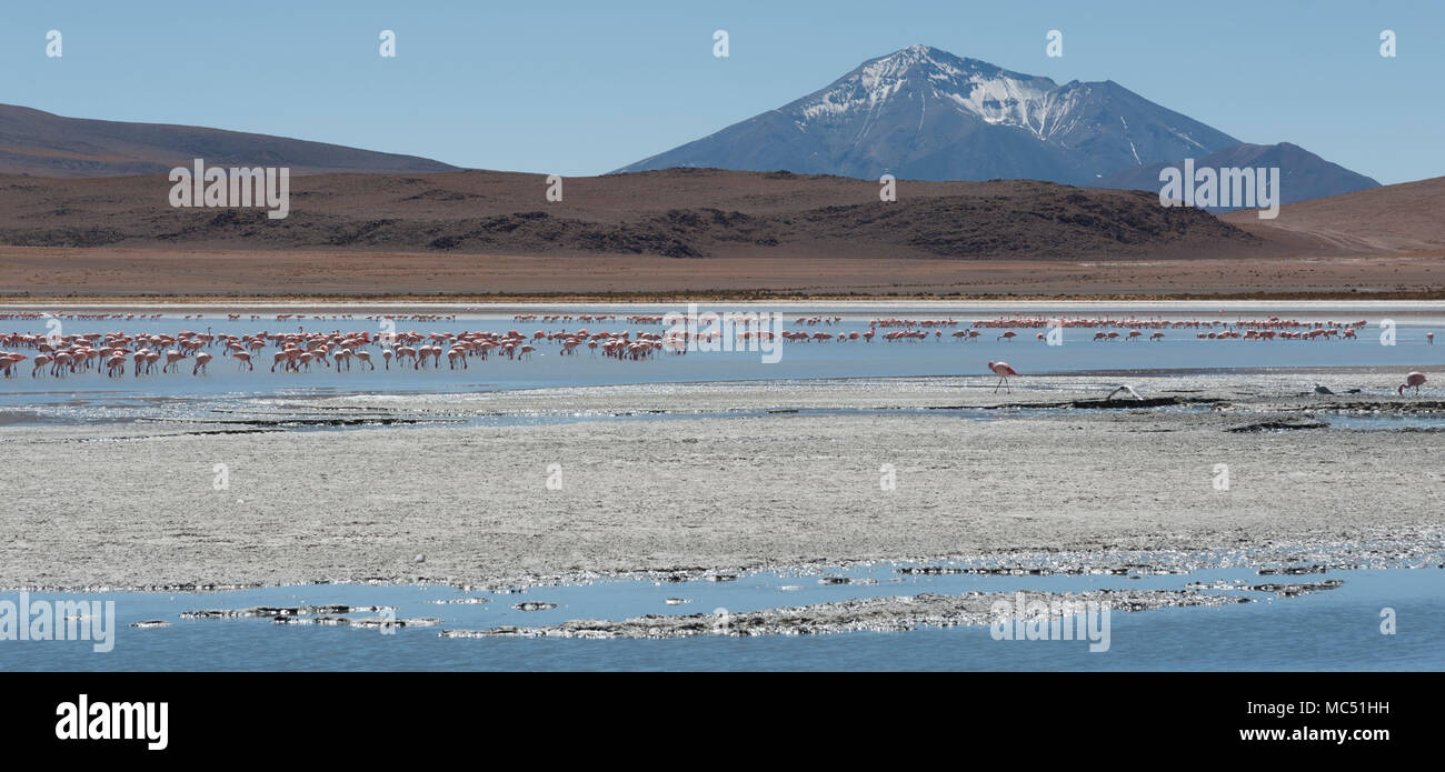 Rosa Flamingos an der Laguna Chiarkota - Stuhl KKota (4700 mt) ist eine seichte Salzsee im Südwesten des Altiplano von Bolivien Stockfoto