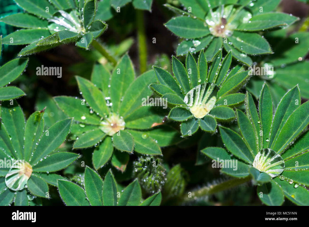 Tropfen regen Wasser auf einem grünen Blatt, frisches grünes Blatt mit Wassertropfen, Textur, Blatt mit Tautropfen Stockfoto