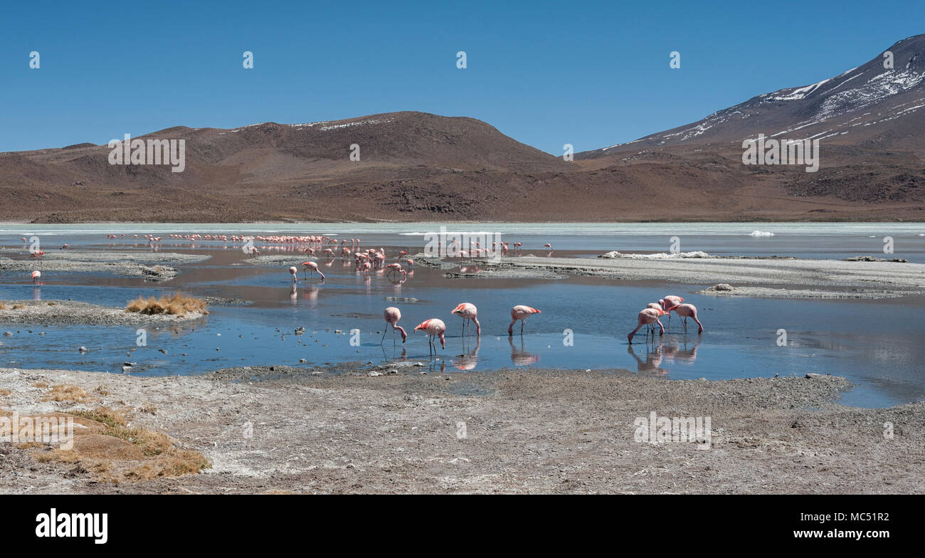 Rosa Flamingos an der Laguna Chiarkota - Stuhl KKota (4700 mt) ist eine seichte Salzsee im Südwesten des Altiplano von Bolivien Stockfoto