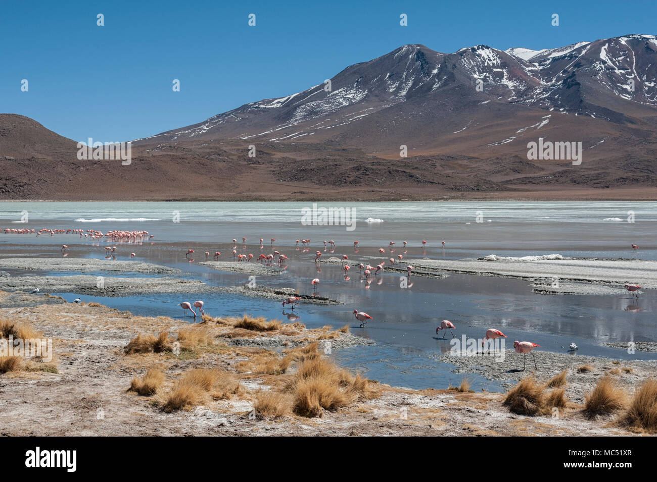 Rosa Flamingos an der Laguna Chiarkota - Stuhl KKota (4700 mt) ist eine seichte Salzsee im Südwesten des Altiplano von Bolivien Stockfoto