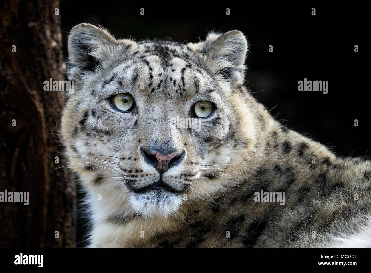 Gesicht portrait von Snow Leopard - Irbis (Panthera uncia). Stockfoto