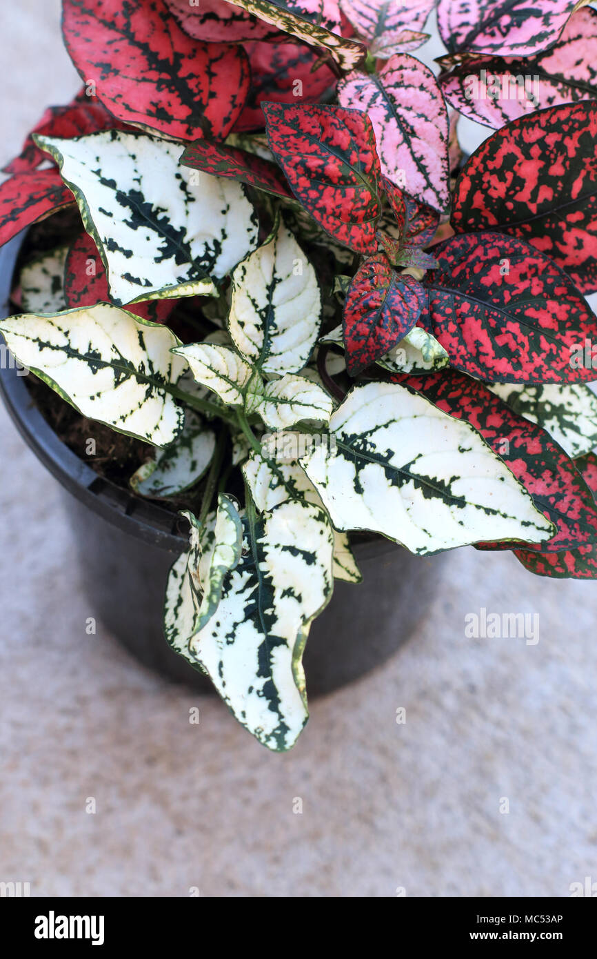 Hypoestes phyllostachya oder als Polka Dot Pflanzen bekannt Stockfoto Hypoestes phyllostachya oder als Polka Dot Pflanzen bekannt Stockfoto