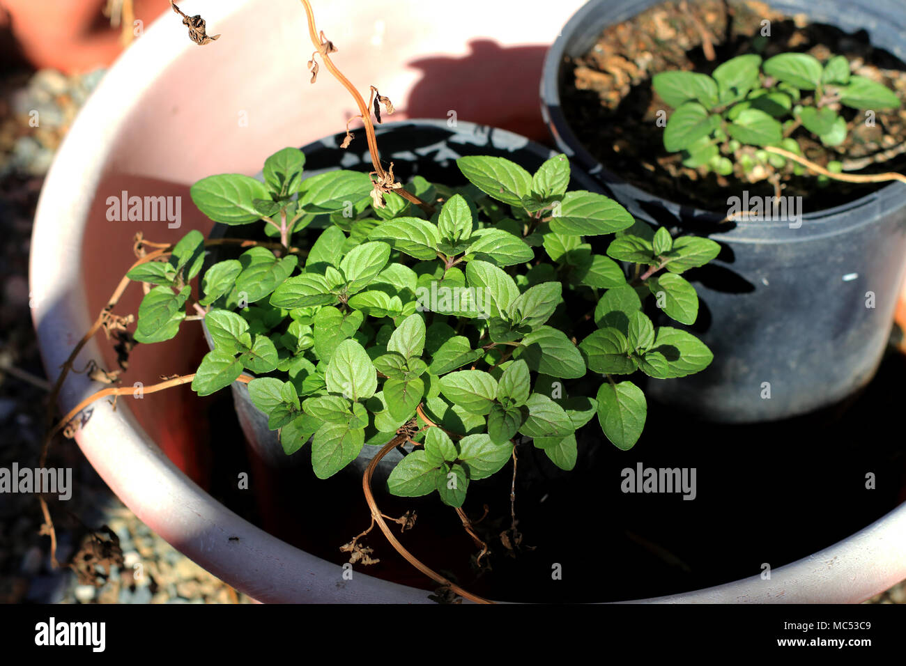 Wachsende Bio Pfefferminze Stockfoto