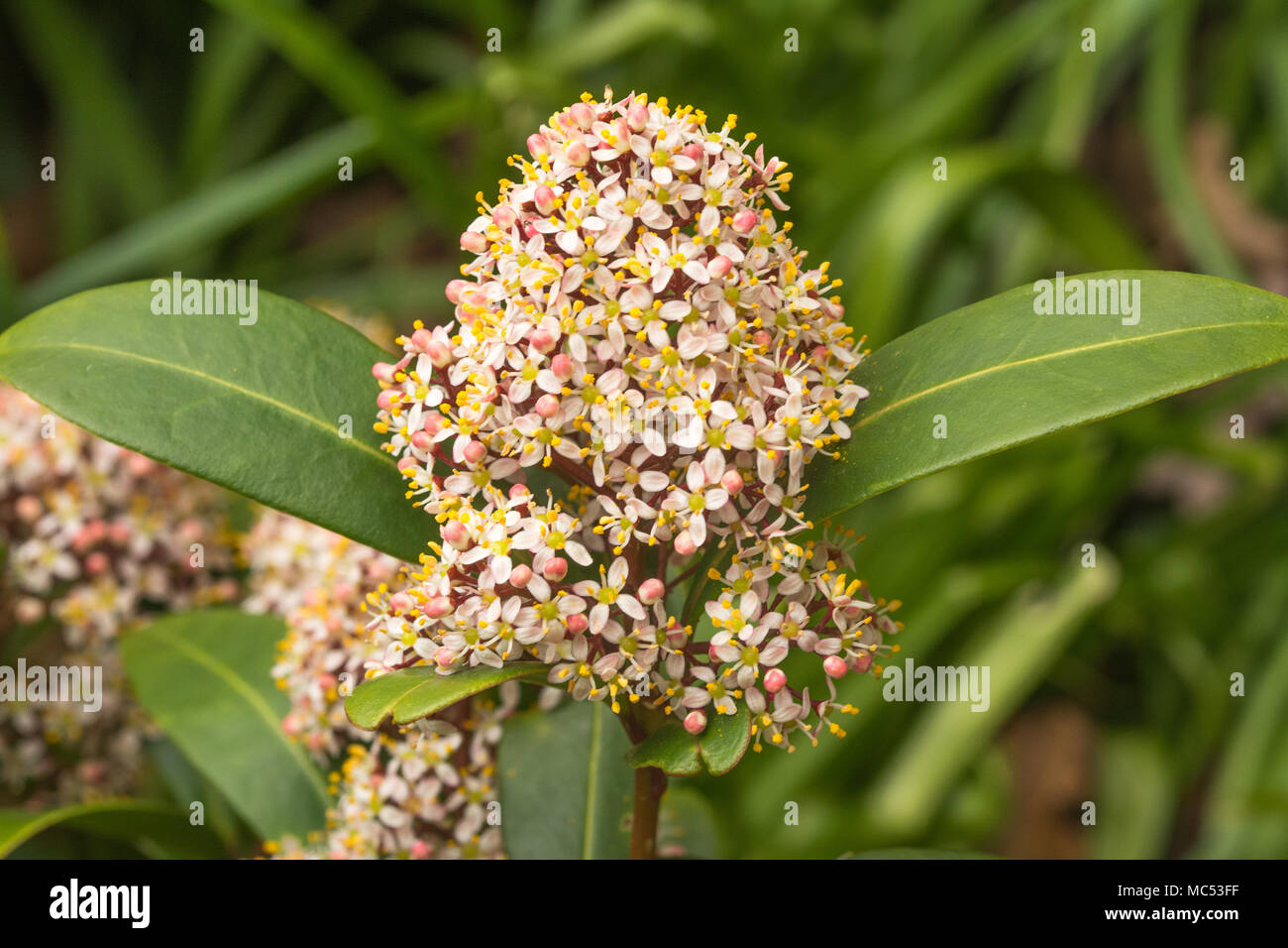 Skimmia japonica Rubella im Frühjahr mit kleinen weißen Blüten Stockfoto