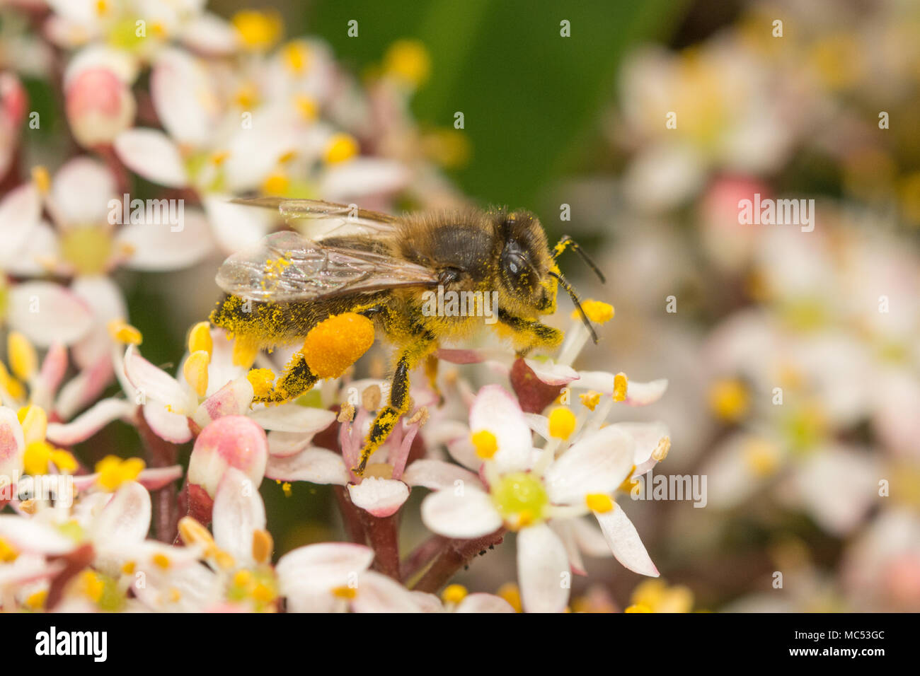 Honig BIENE (APIS) Sammeln von Nektar und Pollen von Skimmia japonica rubella Blumen Stockfoto