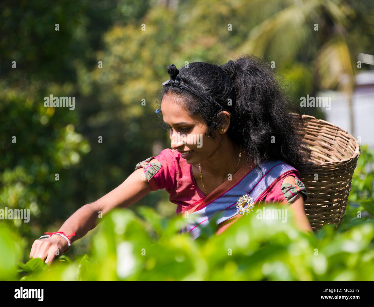 Horizontale Bildnis einer Dame Kommissionierung Teeblätter auf einer Teeplantage in Nuwara Eliya, Sri Lanka. Stockfoto