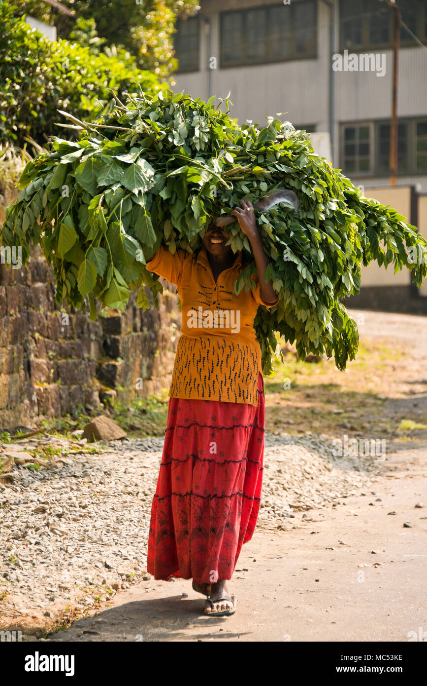 Vertikale Bildnis einer Dame mit einem großen Bündel der Teeblätter in einer Teeplantage in Nuwara Eliya, Sri Lanka. Stockfoto