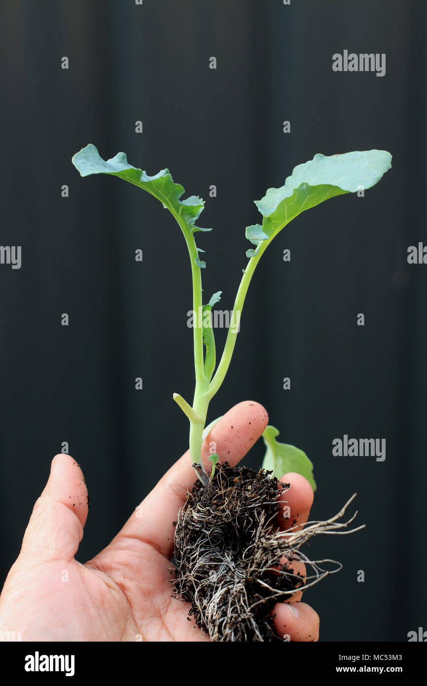 Hand mit Brokkoli Sämlinge isoliert Stockfoto Hand mit Brokkoli Sämlinge isoliert Stockfoto