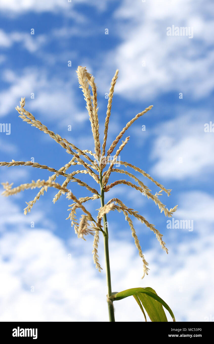 Quaste aus Mais gegen den Himmel Stockfoto