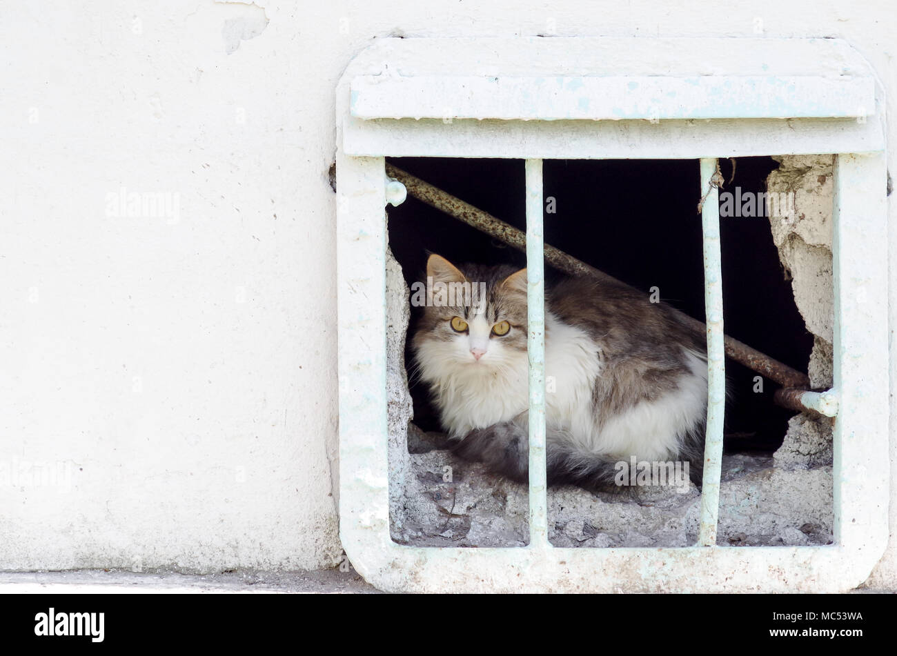 Heimatlose Katze aus dem Fenster im Keller beobachtet die Straße Stockfoto